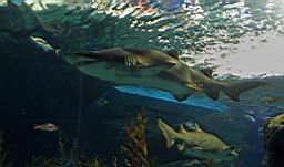 Siam Ocean World Bangkok_3306.JPG